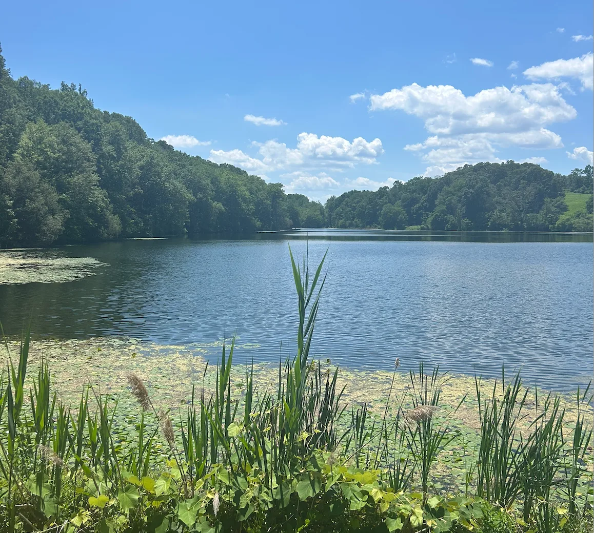 A serene lake in New York State Parks is bordered by tall green grasses and trees under a bright blue sky with scattered clouds. Lily pads float on the water near the shore, creating a sense of inner peace.